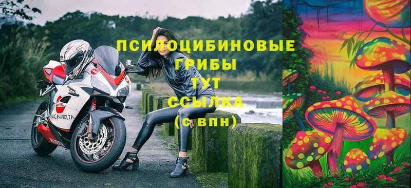 Галлюциногенные грибы Psilocybine cubensis  цена   Бабушкин 